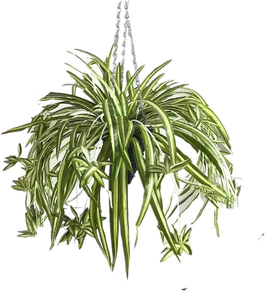 Mynse Hanging Plants Basket for Home Balcony Living Room