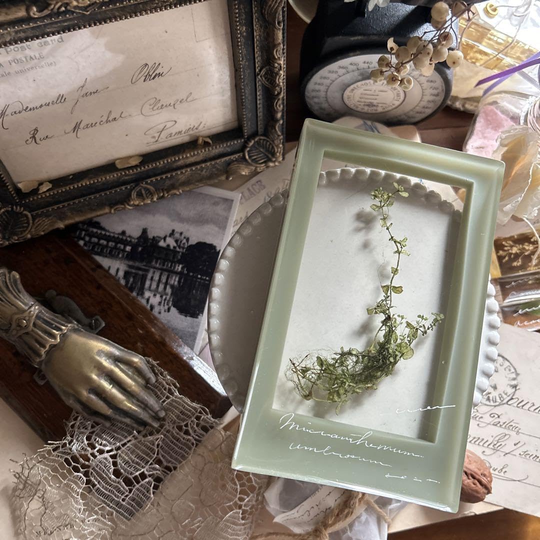 Amazon.co.jp: errer 根っこ付き水草 筆記体 植物標本 アンティーク