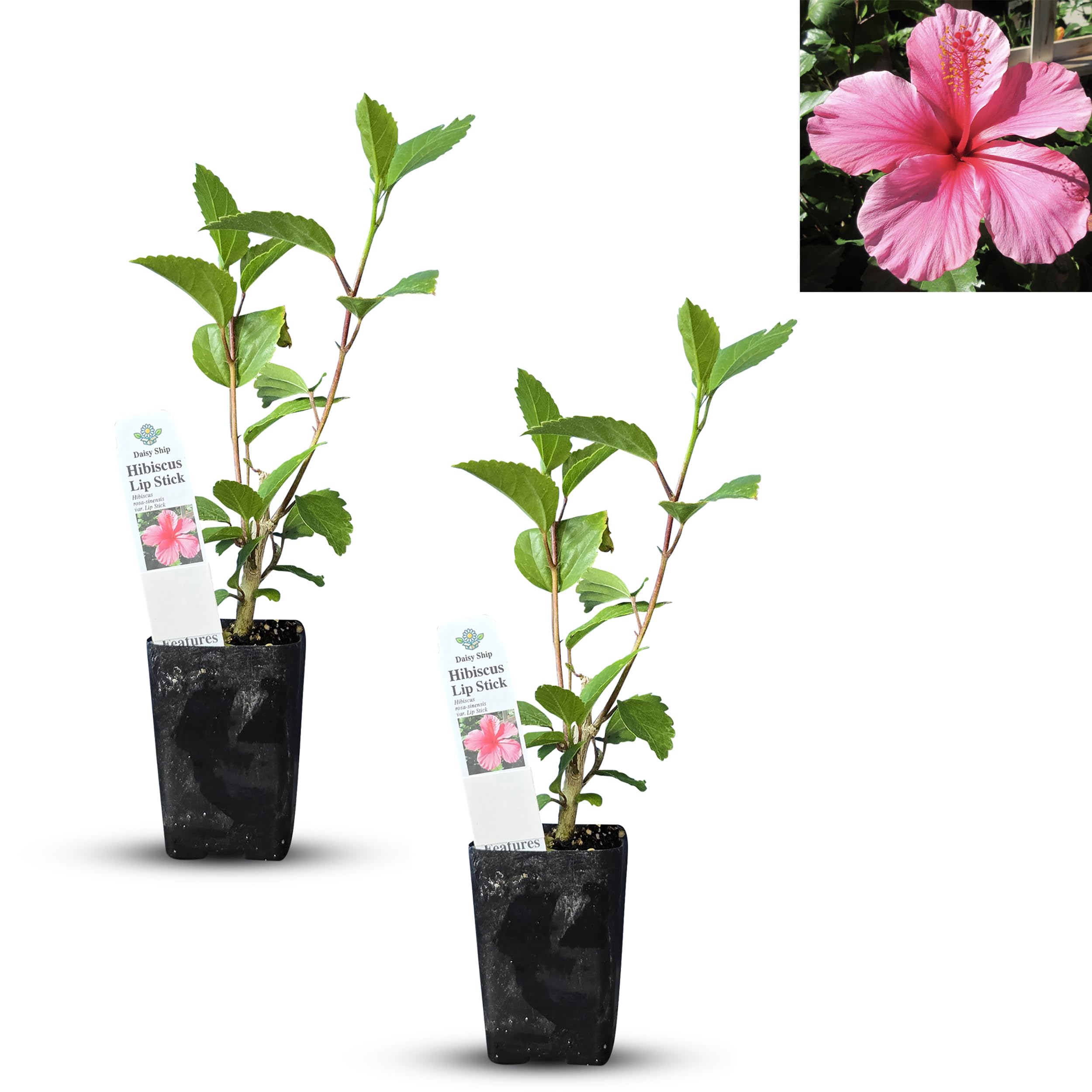 Daisy Ship Pink Hibiscus 2 Cups