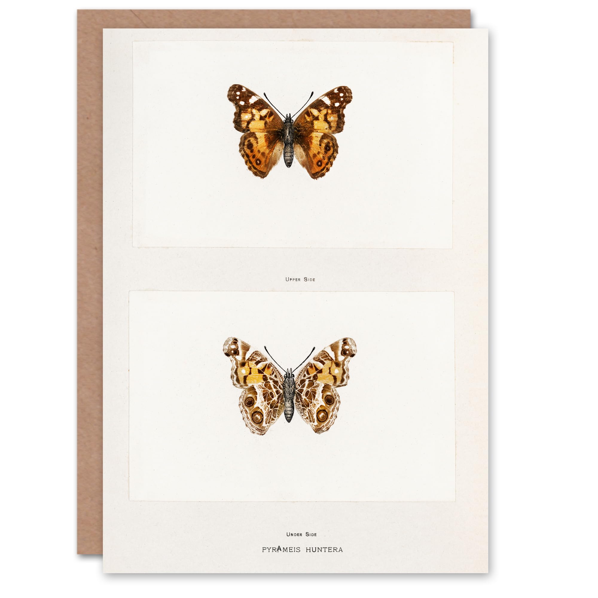 Artery8 Sherman Denton Art Card Brazilian Lady Vintage Butterfly Illustration