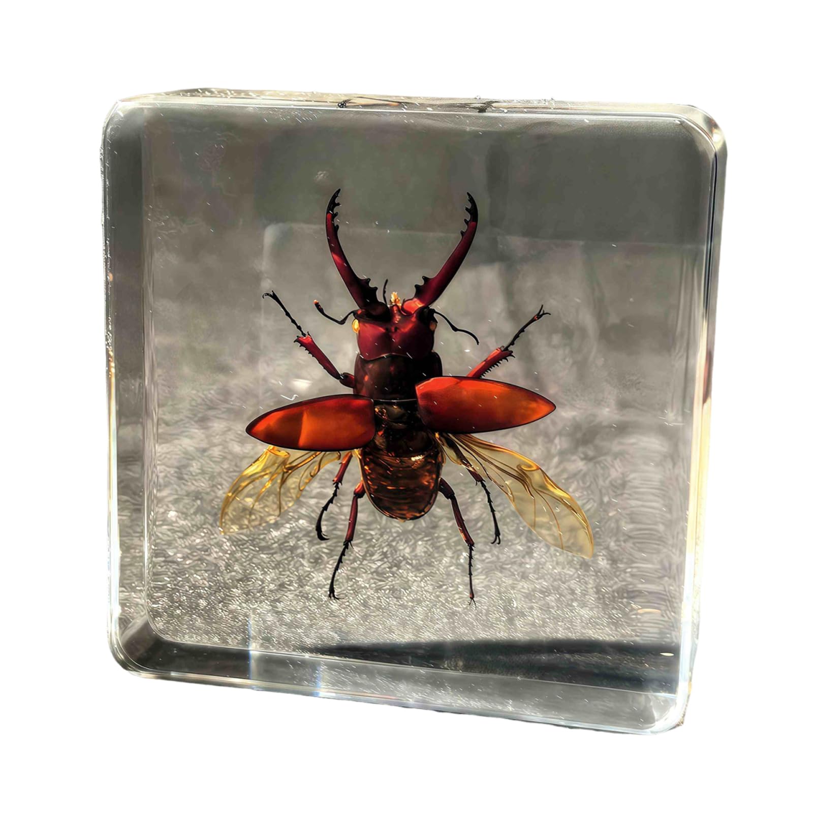 LKYLVEE Real Taxidermy Bugs in Resin - Real Stag Beetle Specimen - Taxidermy Animals Paperweights for office, Insect Science Education Gift,A,75mm
