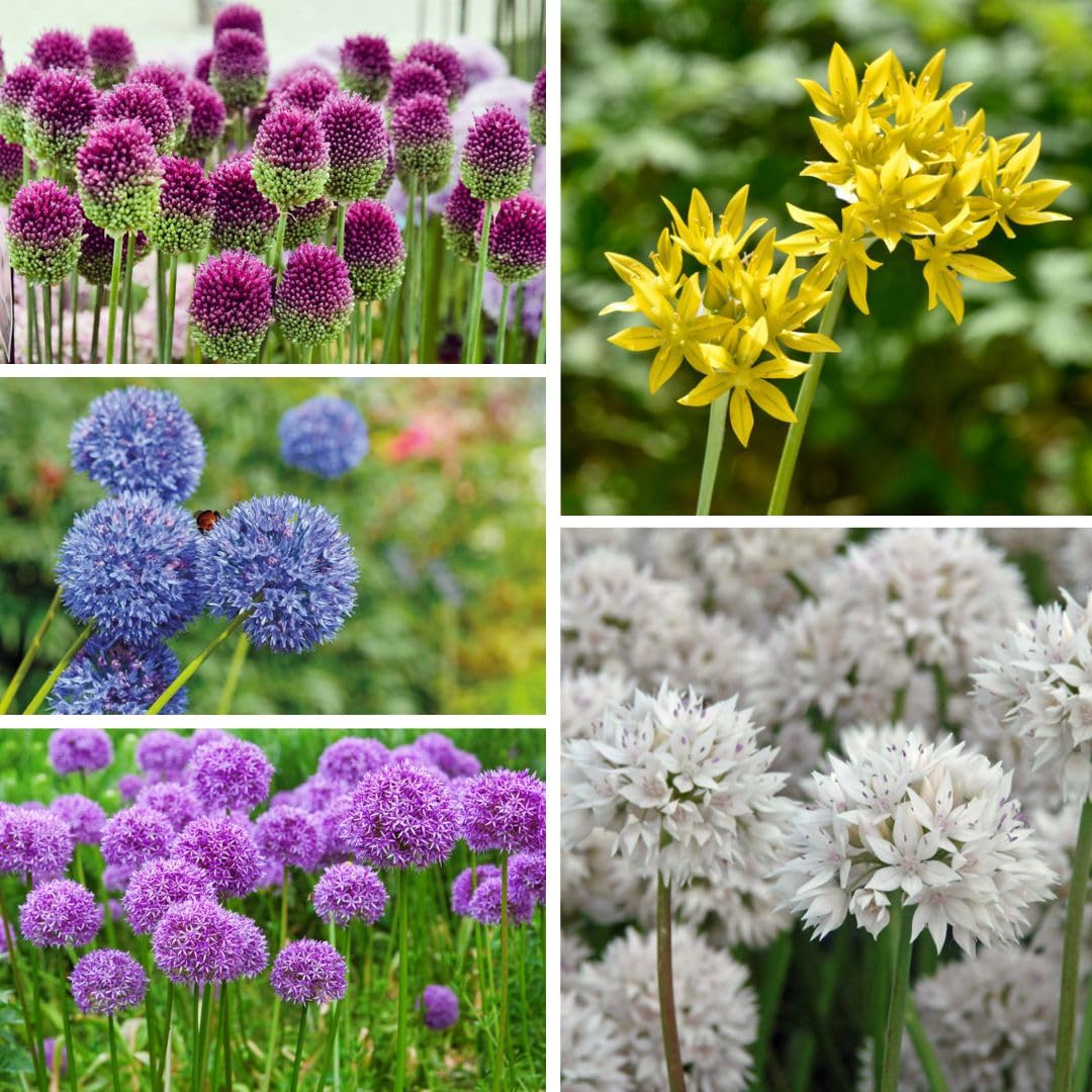 Allium World Collection Ornamental Onion Bulbs Mixed 100 Pack T&M