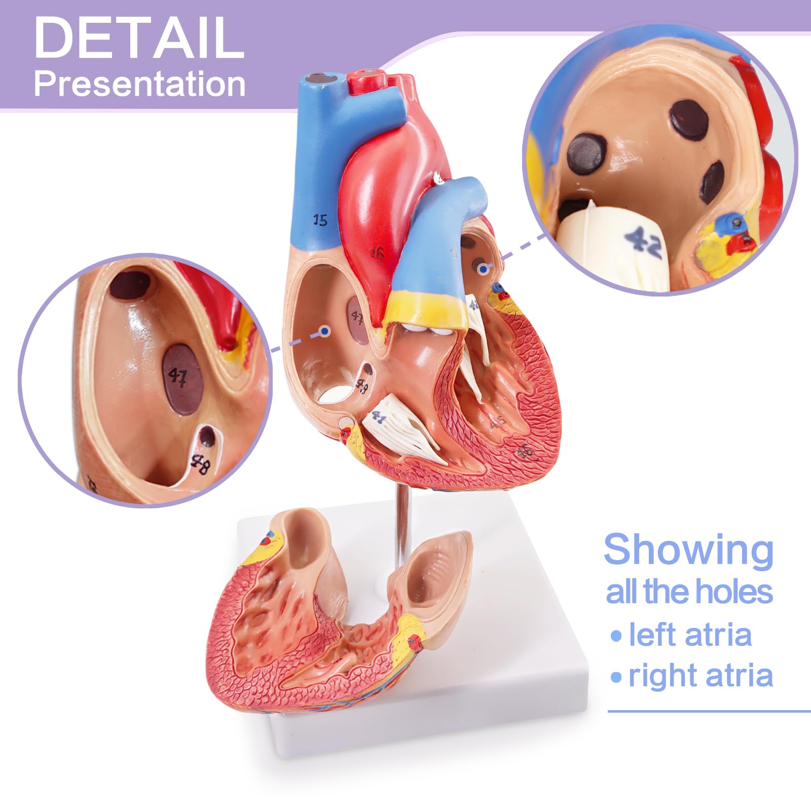 Modello di cuore umano, modello anatomico cardiaco a grandezza naturale in 2 parti, 48 strutture anatomiche numerate accurate con manuale numerico, magneti, base espositiva, per studio in aula e