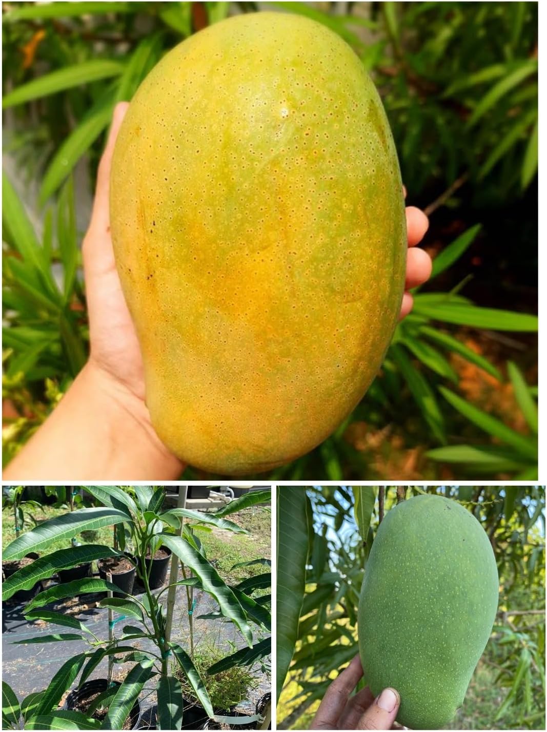 - Mallika Mango Grafted Plant - All Season Hybrid Live Fruit Tree Height 3 Feet, Pack of 1 Plant