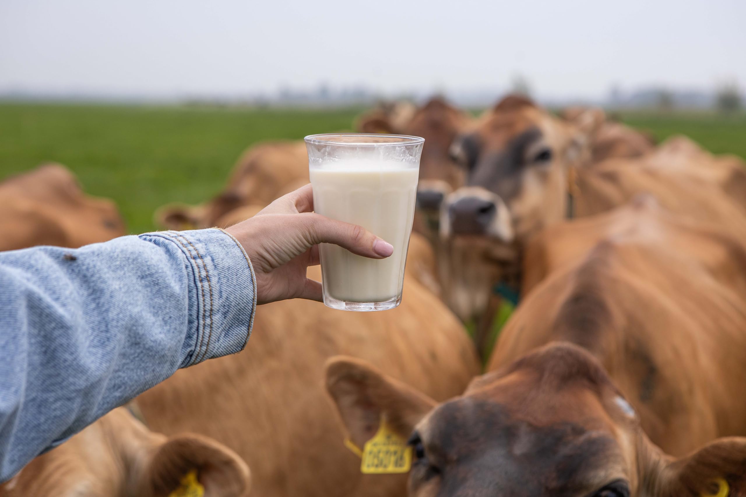 Holland Jersey - Lait Jersey complet - 8x1 ltr - Lait Barista - Lait moussant