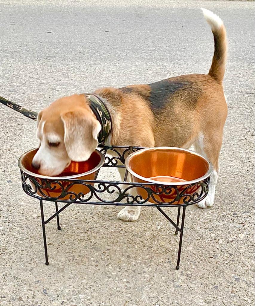 Dog Bowl for Food & Water 10 inch Height for Beagle, Indies, Collie