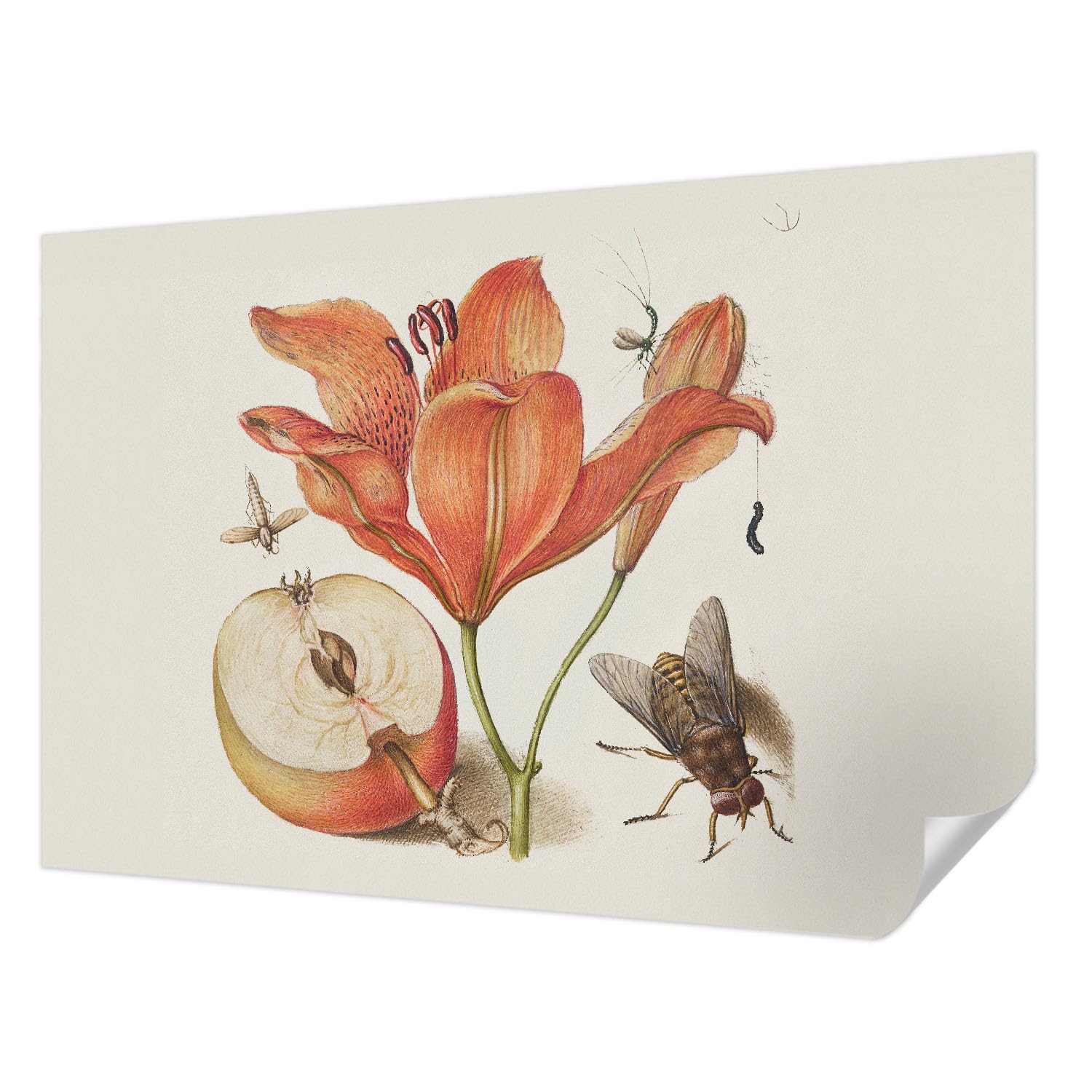 Papel Pintado Botánico para Dormitorio y Sala de Estar de 152x104