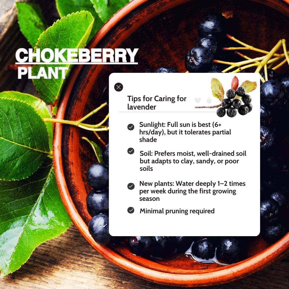 Black Chokeberry Plant Live for Planting 6-12 Inch Tall, Aronia Berry Plant Edible Berry