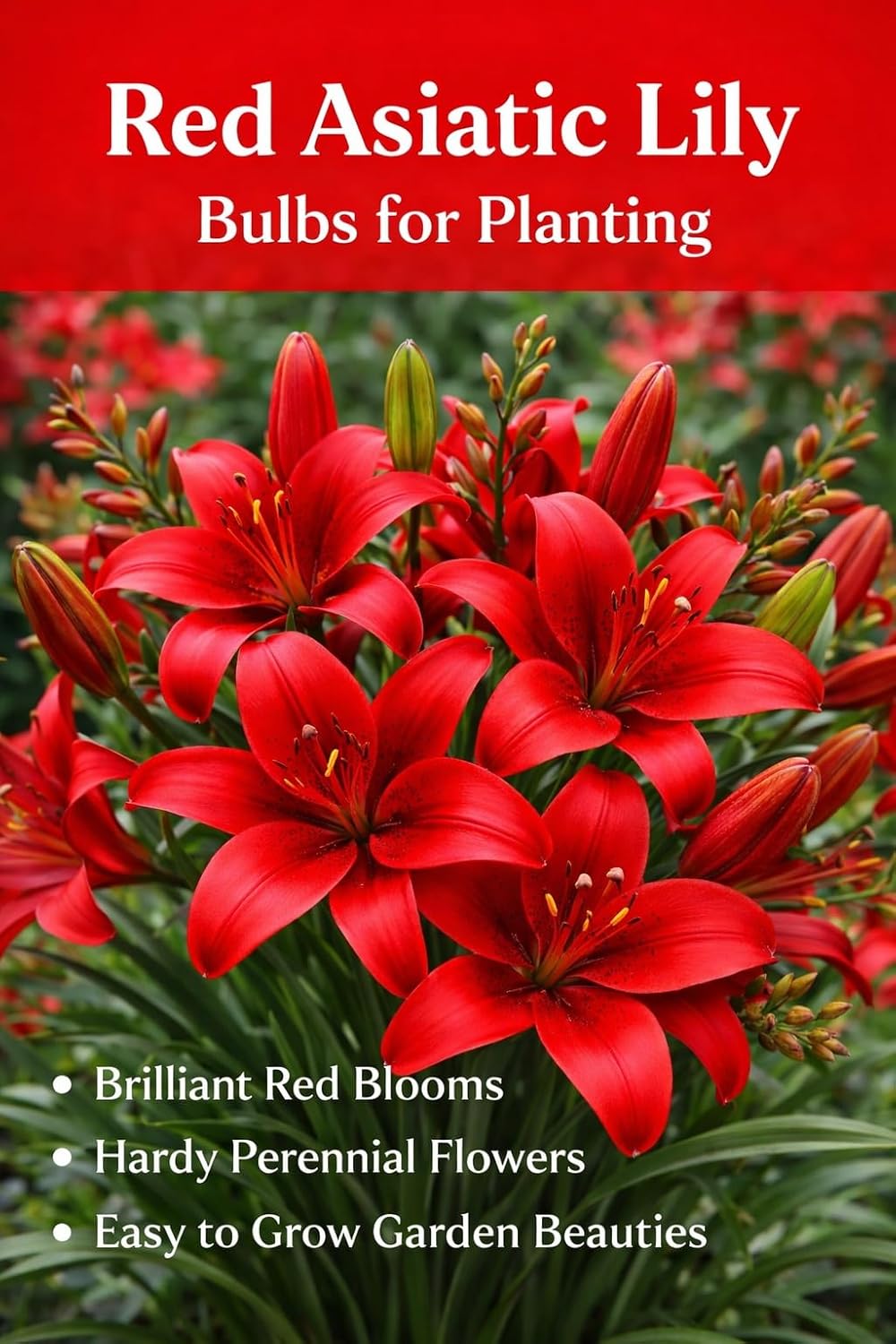 Red Country Lily Bulbs for Planting - Striking Crimson Oriental Lily, Beautiful Perennial for Any Garden - Grow Your Own Bouquet (5 Bulbs)