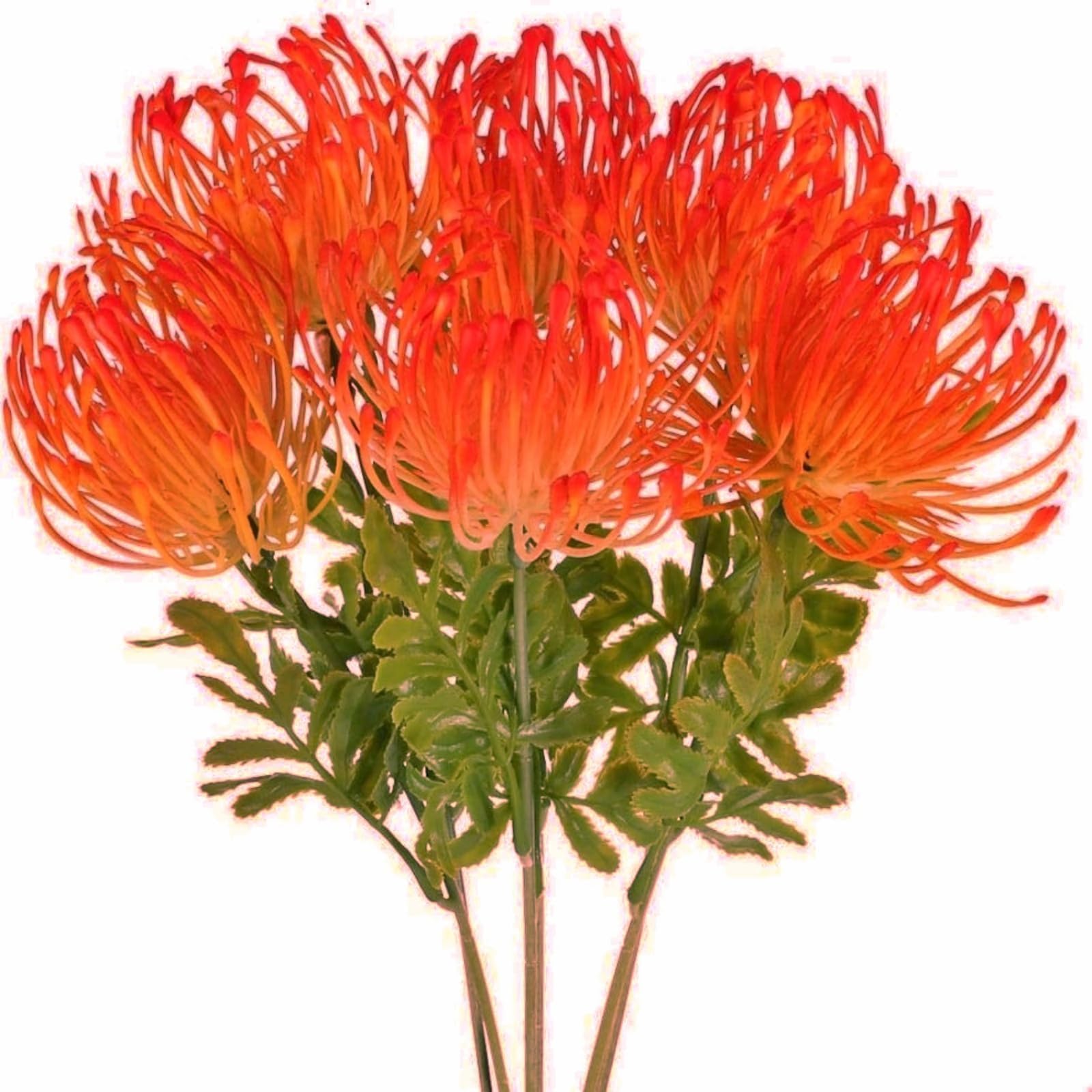 NAHUAA Orange Protea