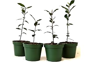 9GreenBox Planta de Laurel Natural Viva, 4 Paquetes