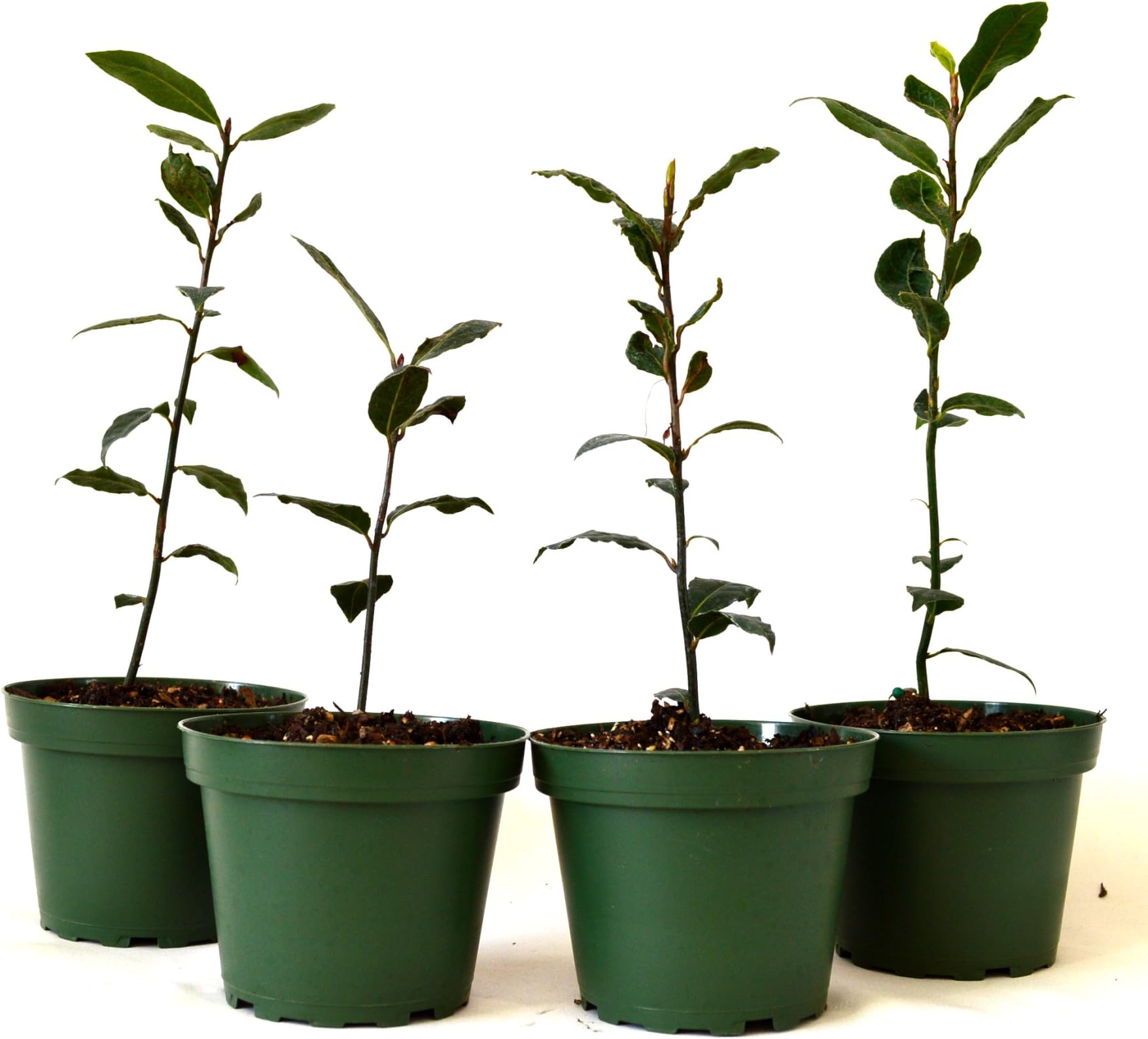 Laurus nobilis 'Bay Leaf Tree' Bay Laurel or Sweet Bay