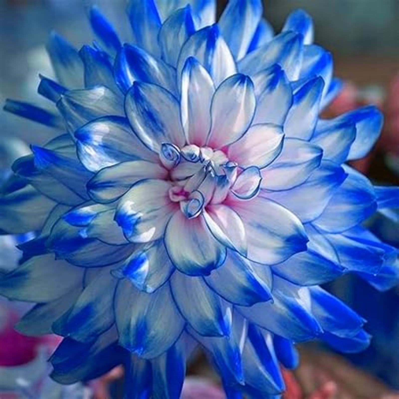 Dahlia Bulbs Mix for Planting Now UK,Hardy Perennial,Strong Plants That Grow Well,Dahlia Tubers Bulk,Flowering Rhizome,Gift Ready,Iridescent,Wedding Flowers,Cut Flowers.-10bulbs-D