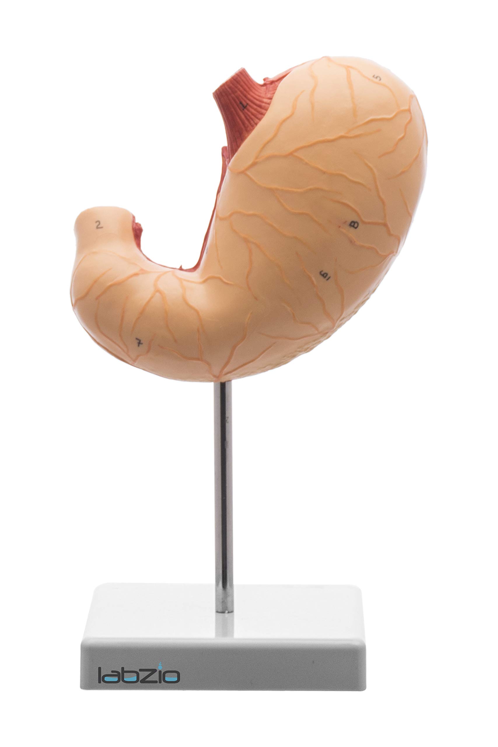 Labzio - Stomach Model with 2 Removable Parts, Medical Anatomical Model, PVC, Educational Tool