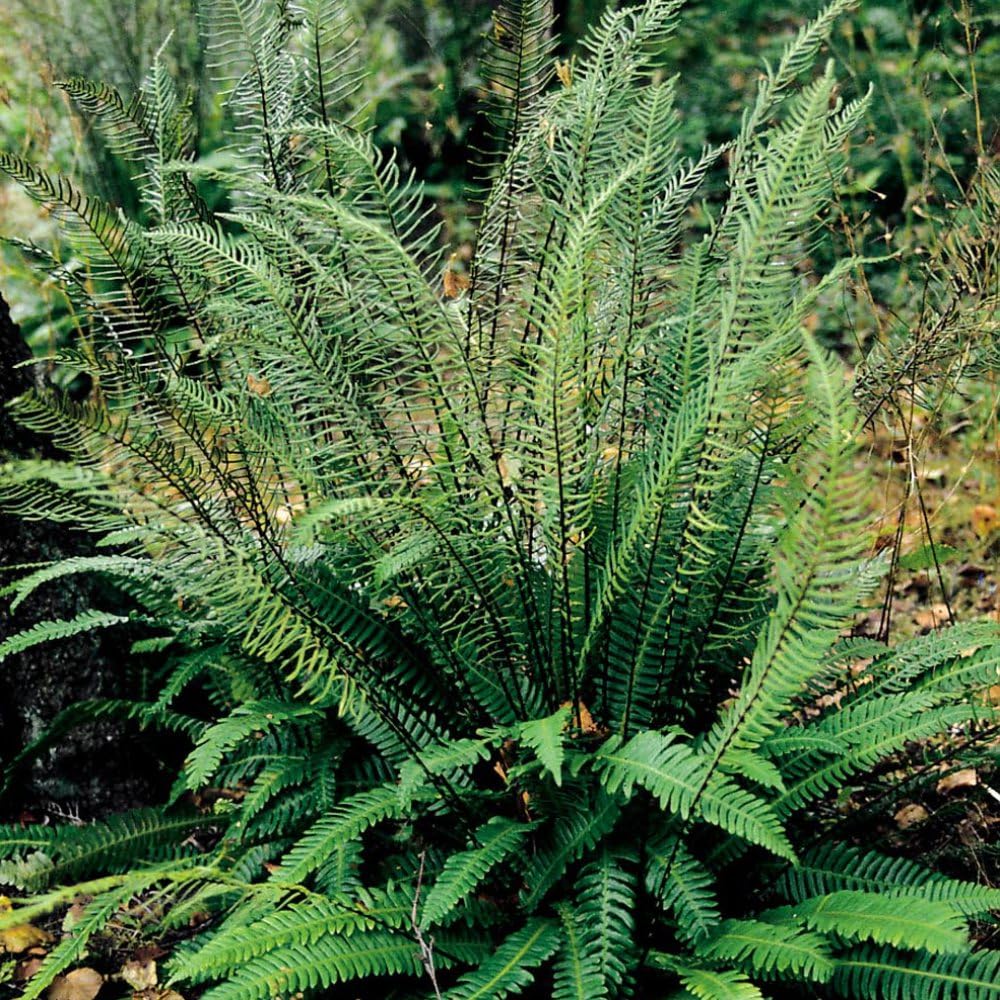 Fern Blechnum spicant - Elegant Hardy Fern with Lush Green Fronds, Ideal for Shaded Areas, 9cm Pot, Available in 1x or 3X Packs by Thompson & Morgan