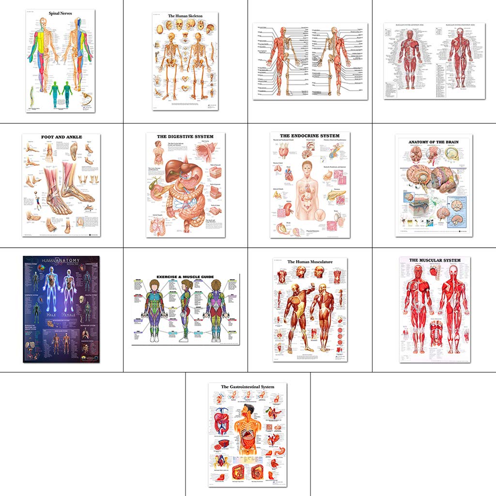 Muscular & Skeletal System Anatomical Poster Set Human Skeleton & Muscle Anatomy Single Sided19