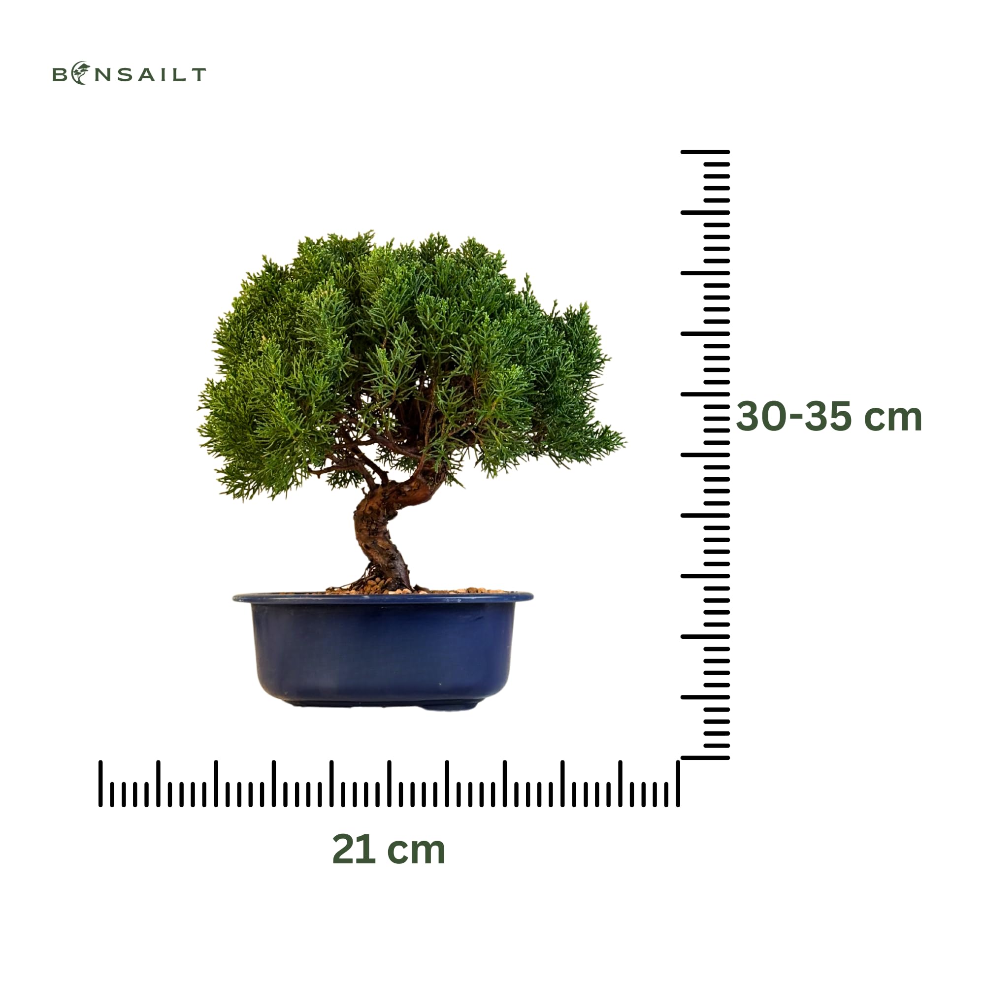 Bonsai Baum in einem Plastiktopf - Juniper Chinesis Kishu aus Japan - Chinesis Wacholder (21 cm Schale, 30-35cm Höhe)