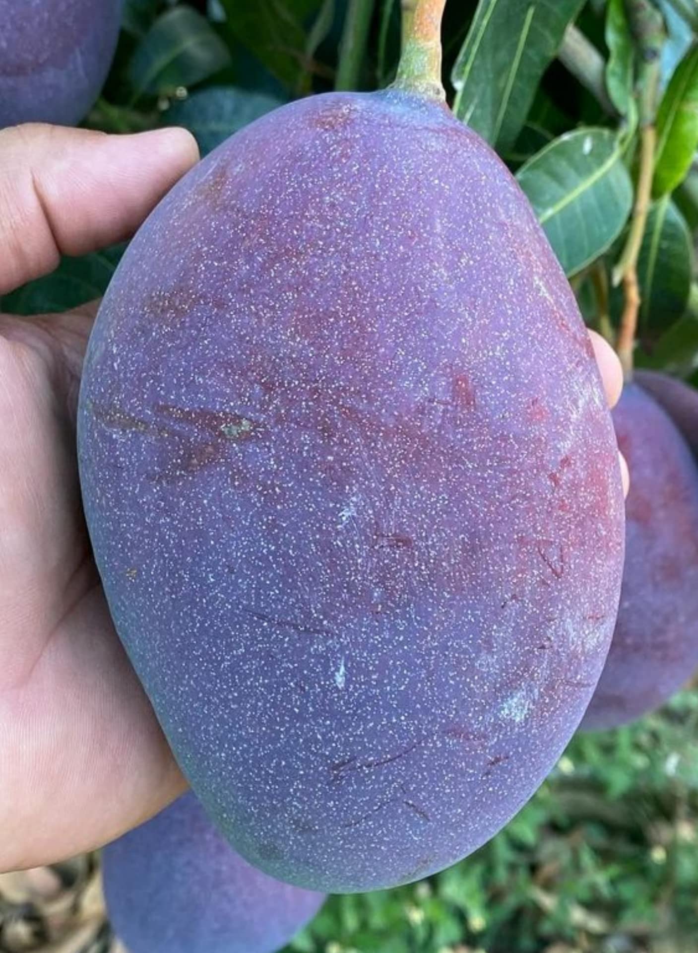 Native Earth Nursery " Palmer Mango " Hybrid 1 Healthy Live Plant (Grafted Plant, 2-3 Feet Height) (B0B61XJ55Z) Amazon Price History, Amazon Price Tracker