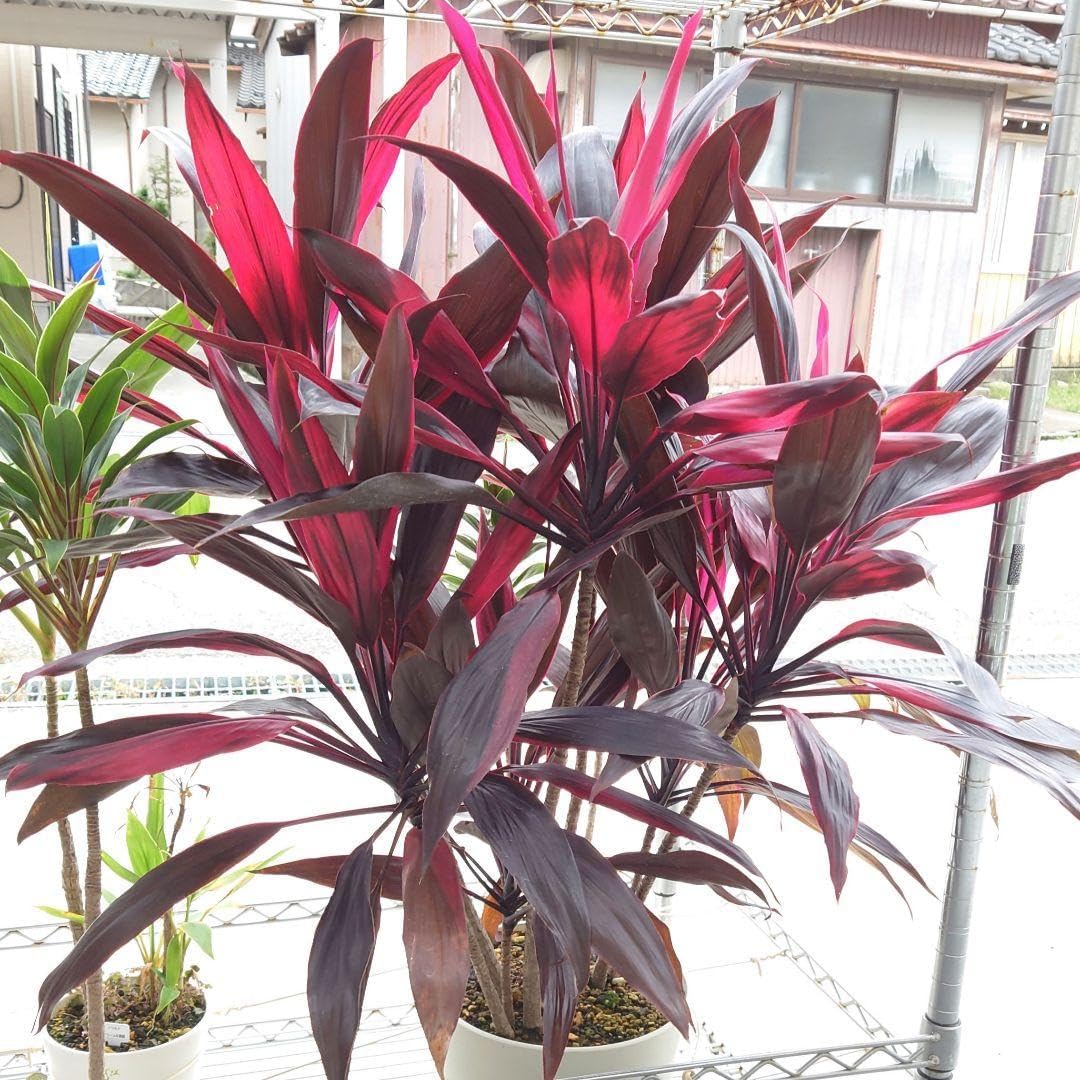 【模写】江戸期 海保青陵 三行書 紙本 掛軸 儒学者 経世家 MB18 模写】江戸期 海保青陵 三行書 紙本 掛軸 儒学者 経世家 MB18 模写】