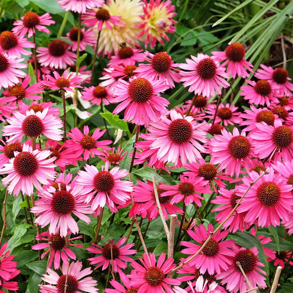 Amazon.co.jp: ITANSE エキナセア センセーションピンク 4.5号 1