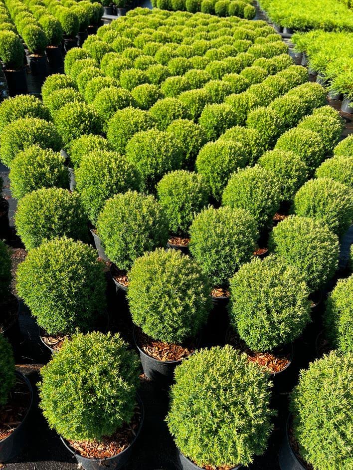 thuja plant Thuja Orientalis 'Morgan' main image 0