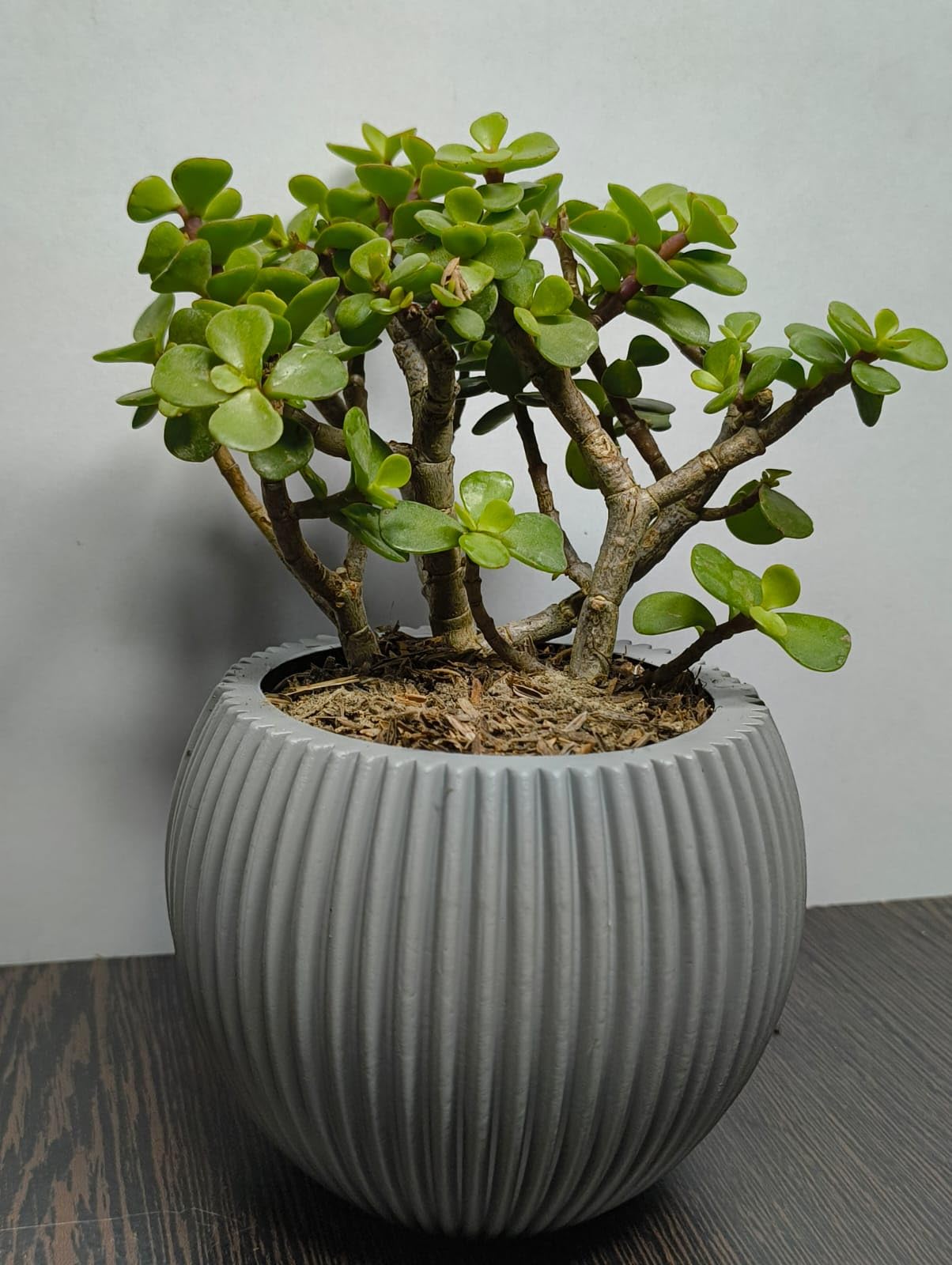 QUITO Live Jade Plant in Grey Ribbed Ceramic Planter, Indoor Succulentlive Healthy plant cute pots easy care plant air purifing plant-image-29