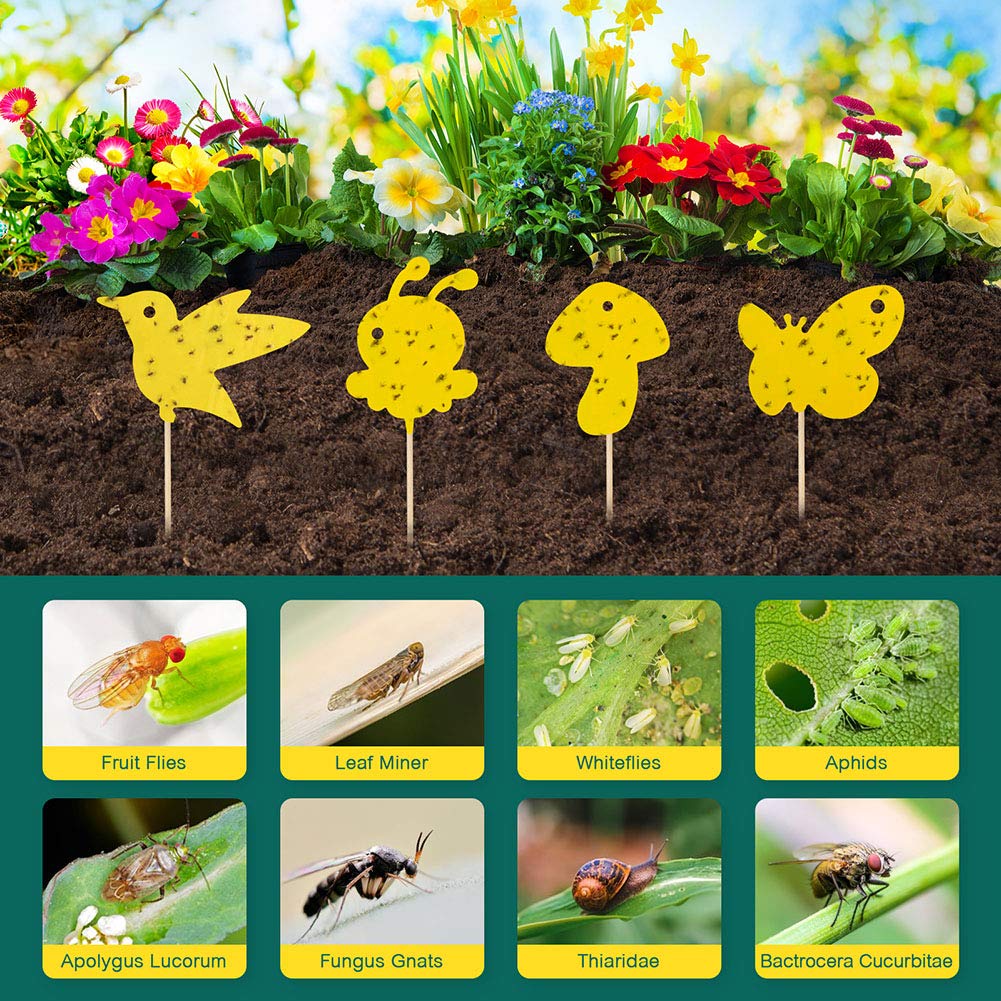24Pcs Gelbsticker Fliegenfnger, Gelbtafeln Trauermcken Bekmpfen  Zimmerpflanzen Topfpflanzen Gelbsticker, Wasserdicht Gelbfalle Mckenfalle  Klebefalle fr Fruchtfliegen Mcken Blattluse Nematoden : Amazon.de: Garten