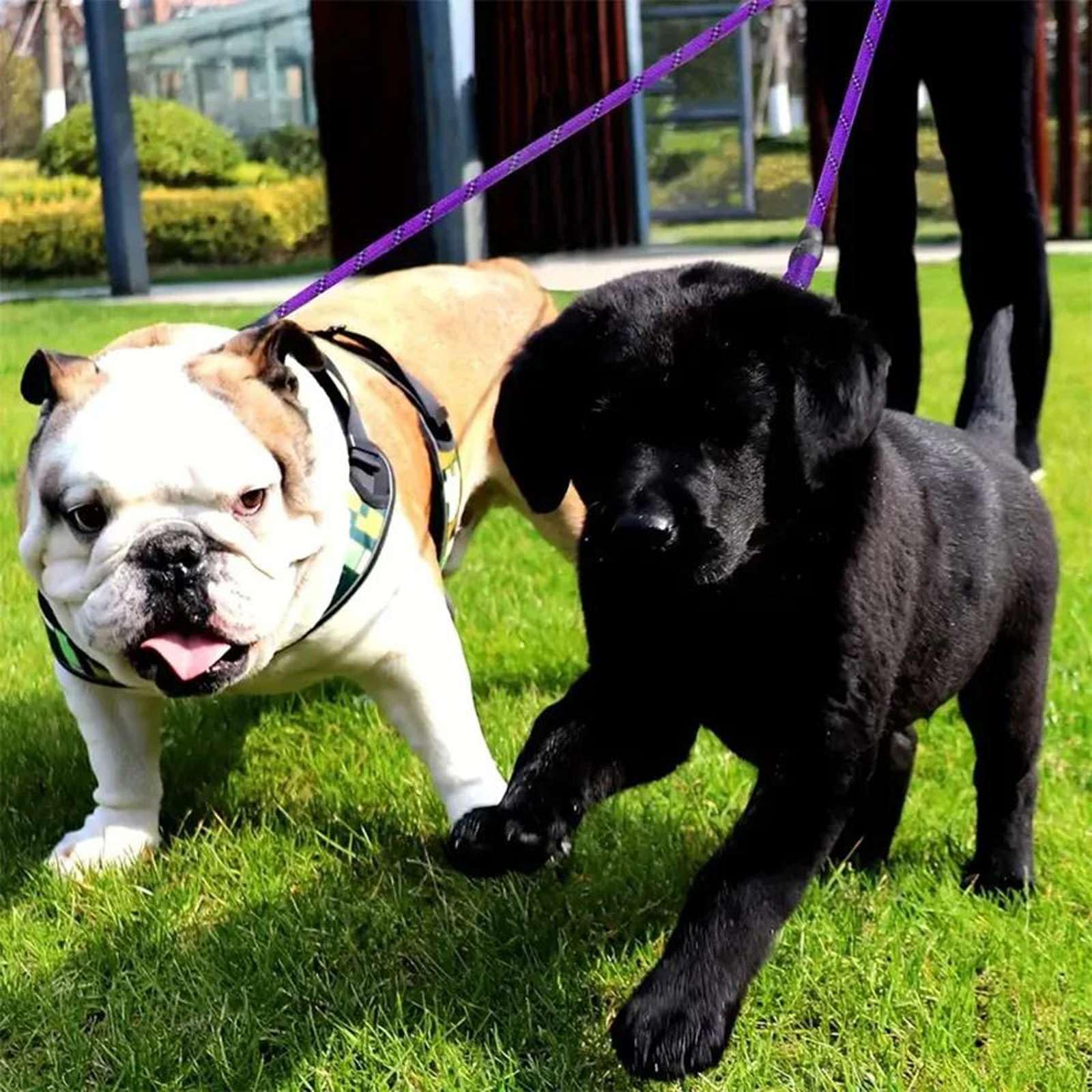 Correa Doble para Perros - Correa de Paseo giratoria 360 sin enredos para Perros pequeños