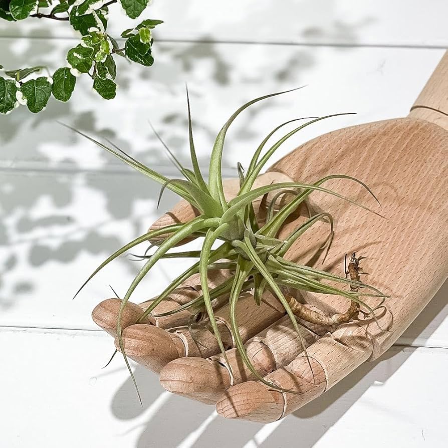 Amazon|PLANCHU エアプランツ ティランジア ベルゲリ ハイブリッド M Amazon|PLANCHU エアプランツ ティランジア ベルゲリ ハイブリッド M