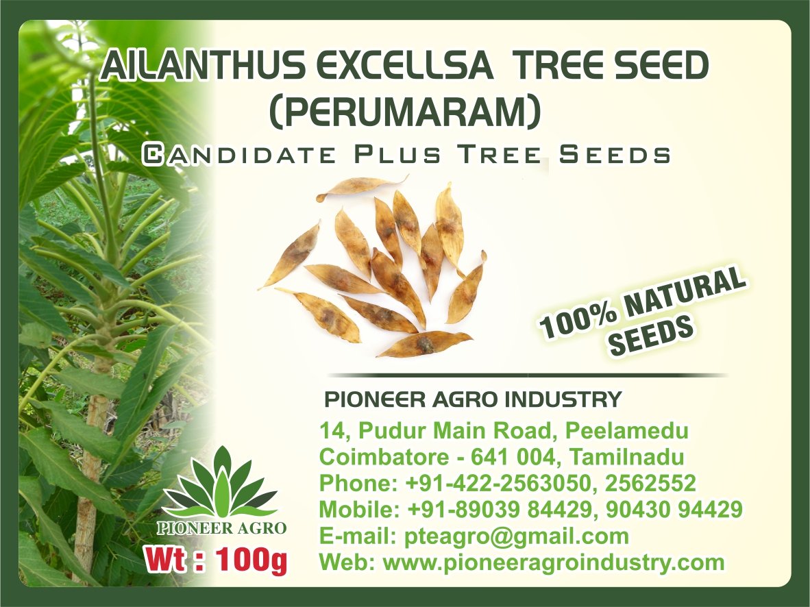 Ailanthus excellsa (Perumaram) Tree Seed (100G)