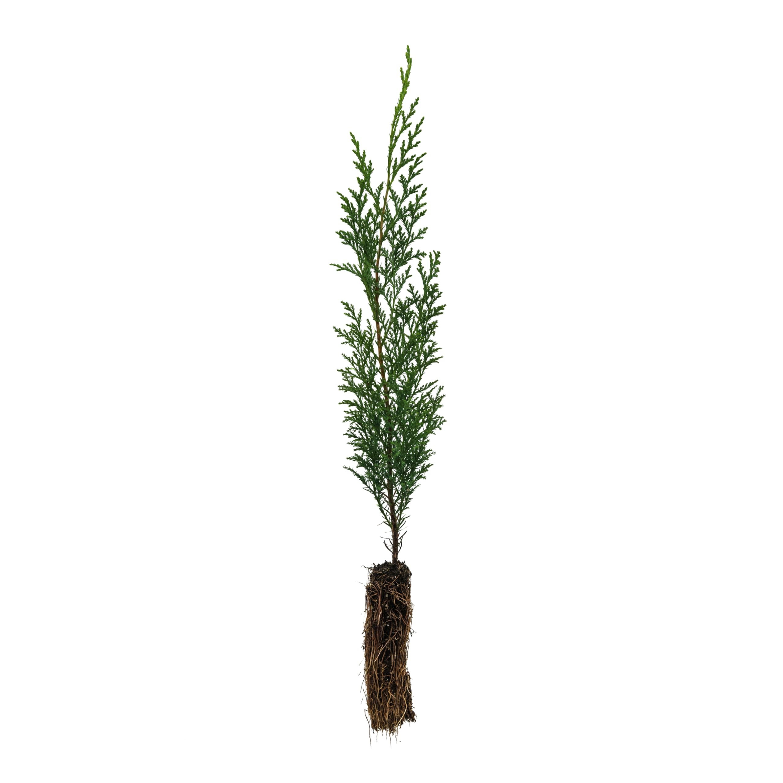 Port Orford Cedar | Small Tree Seedling | The Jonsteen Company