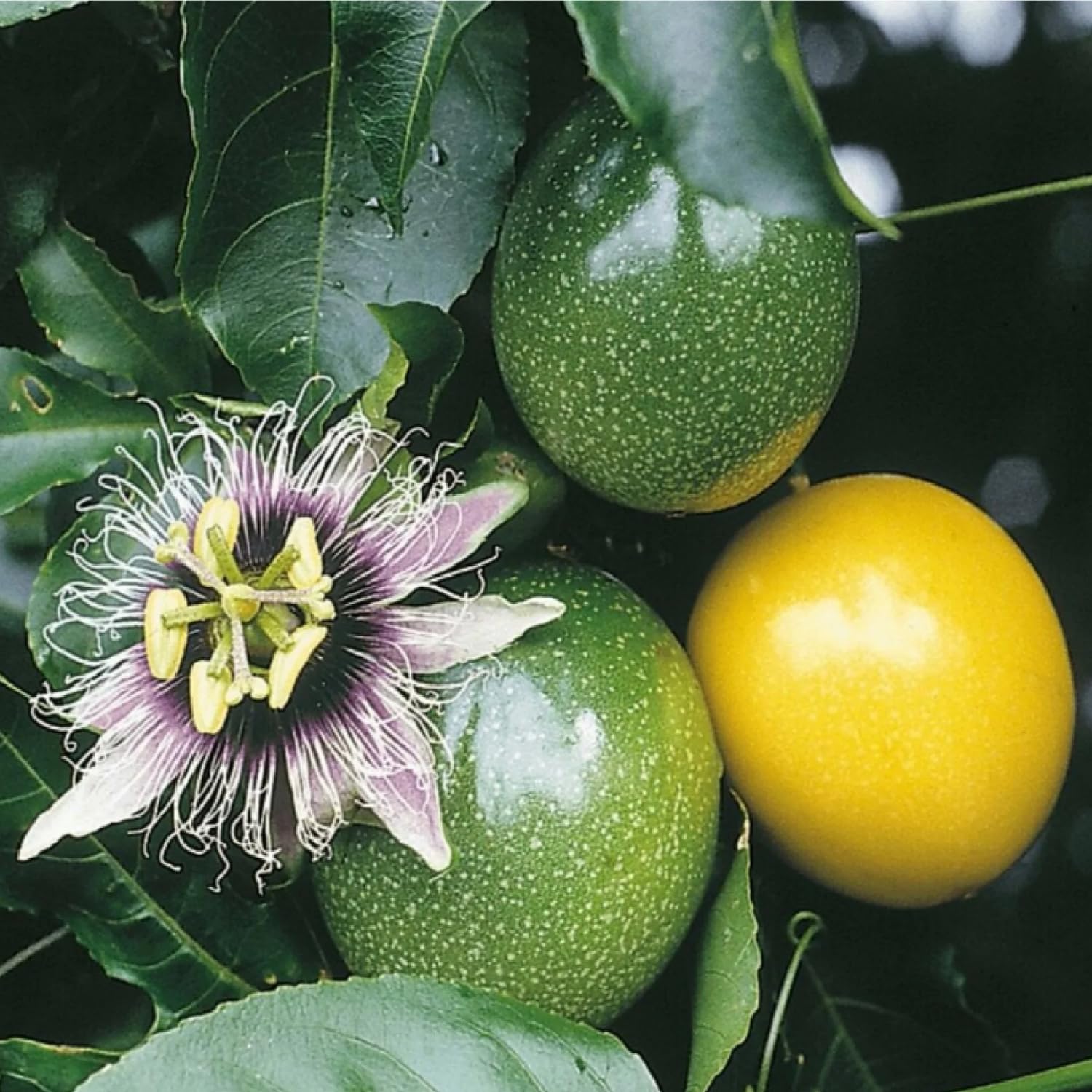 Hug A Plant | Passion Fruit (Passiflora edulis) Fruit/Flowering/Ornamental Live Plant (Home & Garden)