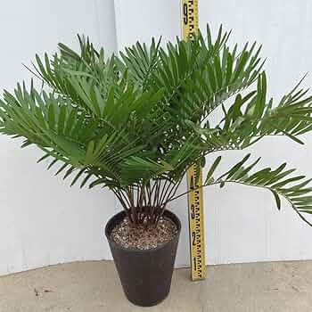 ザミアフロリダーナ メキシコソテツ 多頭 双頭 ダブルヘッド 以上 ザミアフロリダーナ メキシコソテツ 多頭 双頭 ダブルヘッド