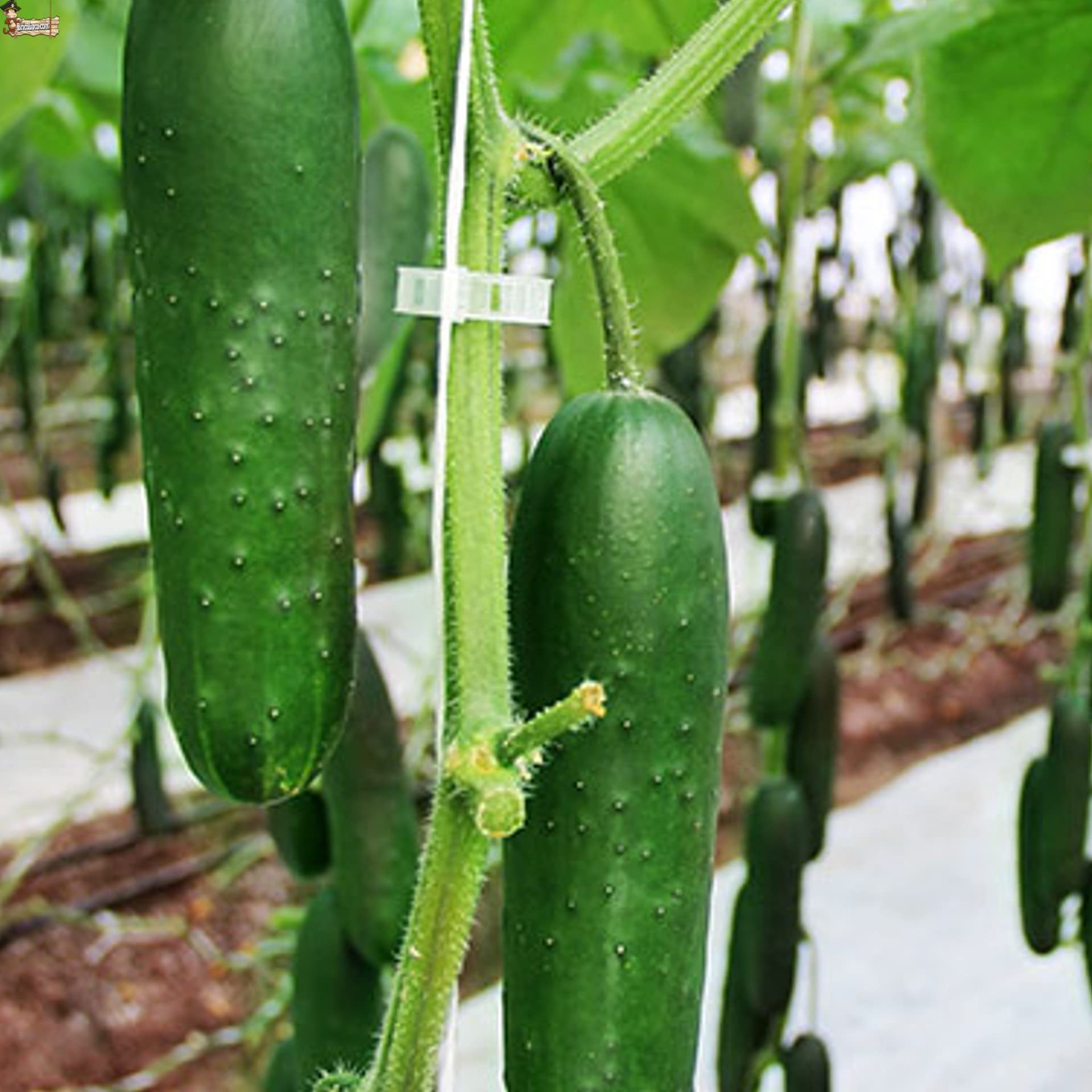 BricoLoco.com Clips Tomates, tomaterne, Piante trepatrici, Guisanti, cetrioli 1.000 pz. Fissaggio, guida, fissaggio, interutore, Atato. Uso con rete o guida. 28 mm (1000)