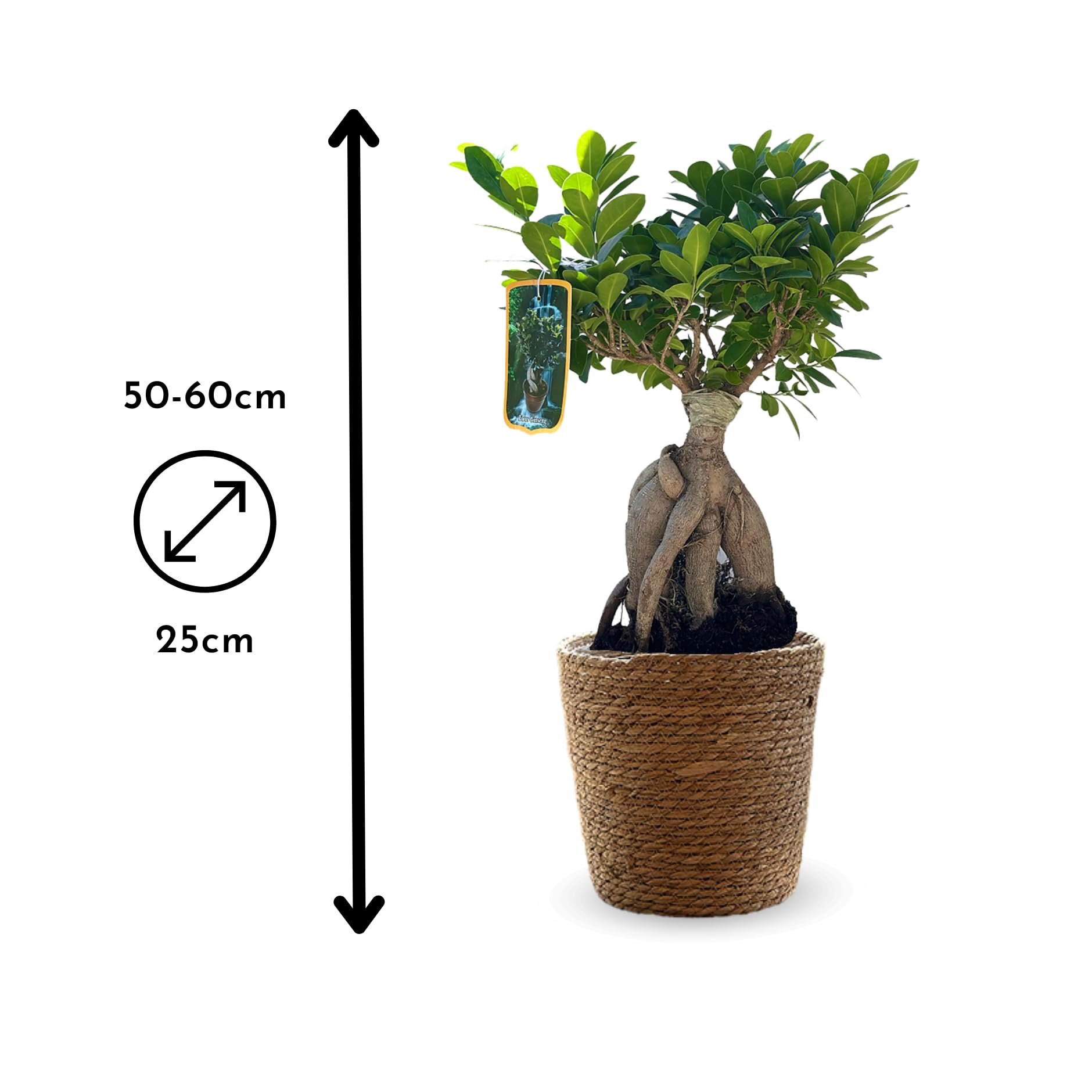 Attitude Jardin - Ficus żeń-szeń z koszem z trawy morskiej - bonsai dla początkujących - ficus microcarpa - 40-50 cm - ◕ 25 cm - roślina doniczkowa