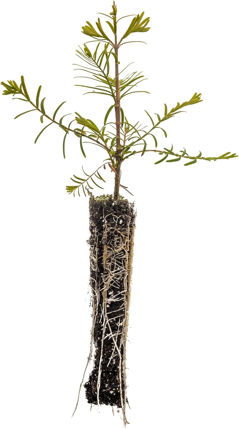 Dawn Redwood | Lot of 30 Tree Seedlings | The Jonsteen Company