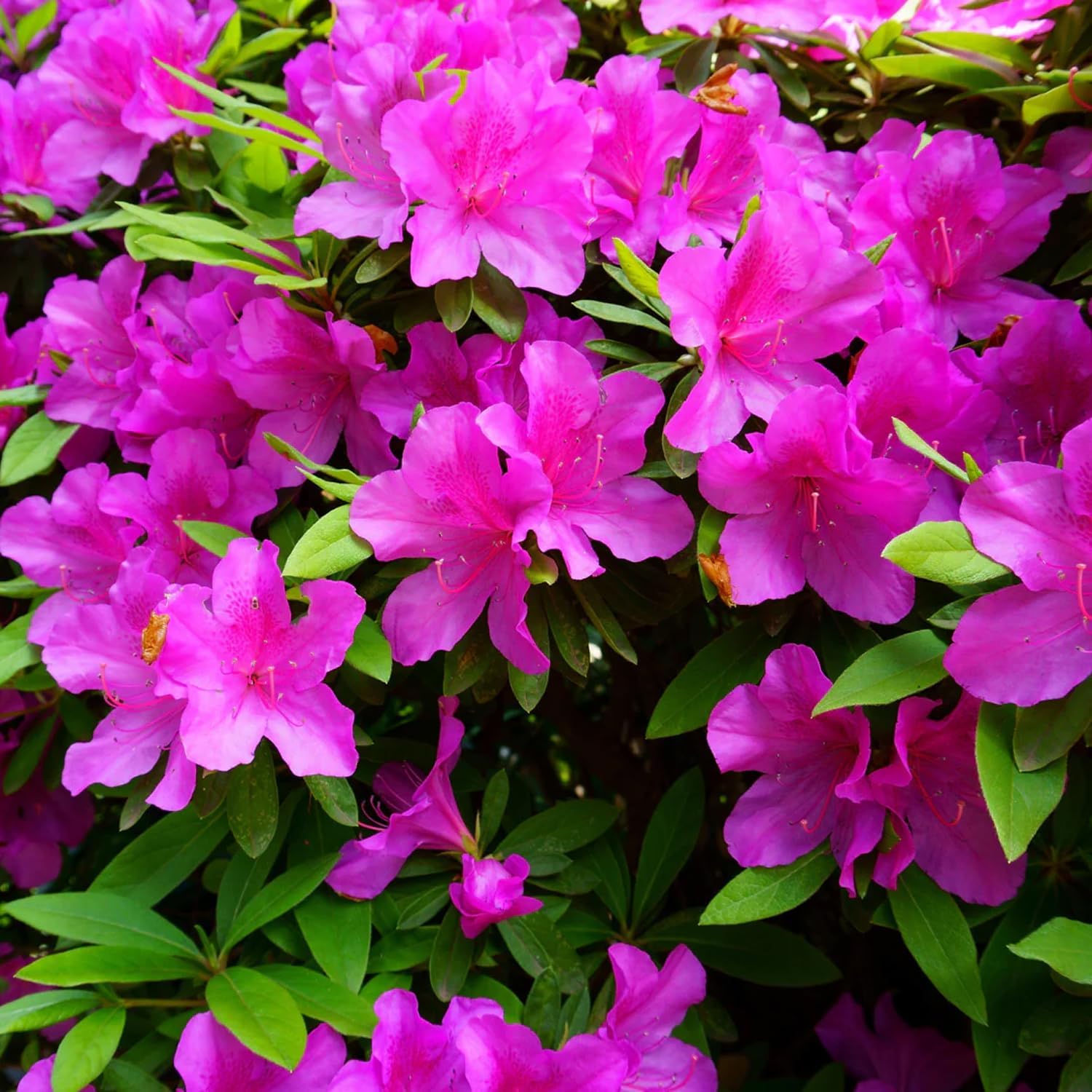 Formosa Azalea Shrub, Purple Blooms, 3 gal. Grower Pot, 18–24 in. Plant Height – Due to Agricultural Laws, We Cannot Ship to CA, AZ, AK, or HI