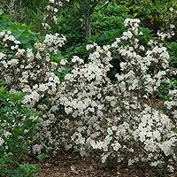 Vista 3 de WINE & SPIRITS™ Weigela - Hardy - Ganadores probados - Olla de 4