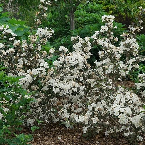 Miniatura 3 de Wine & Spirits Weigela - Hardy - Ganadores probados - Olla de 4 pulgadas