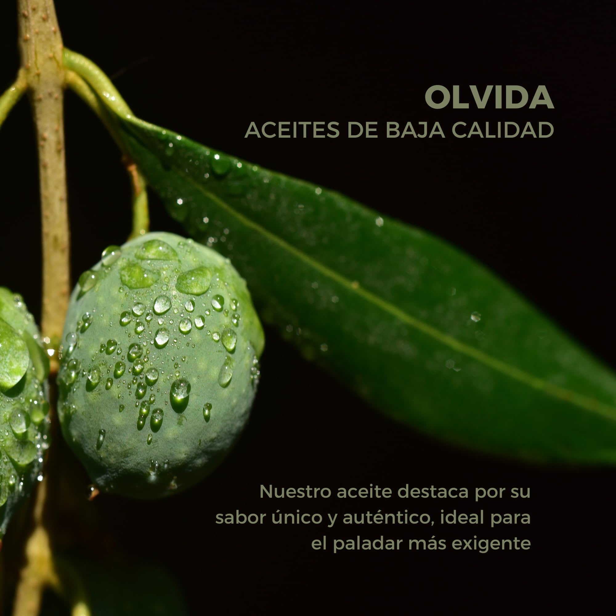 Pack 24 unidades - Aceite de Oliva Virgen Extra Lata La Chinata 100ml (Madrid)