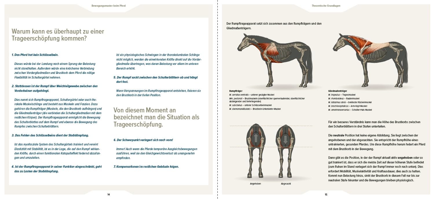 Bewegungsmuster beim Pferd: Gesunderhaltung durch Kenntnisse der funktionellen Anatomie