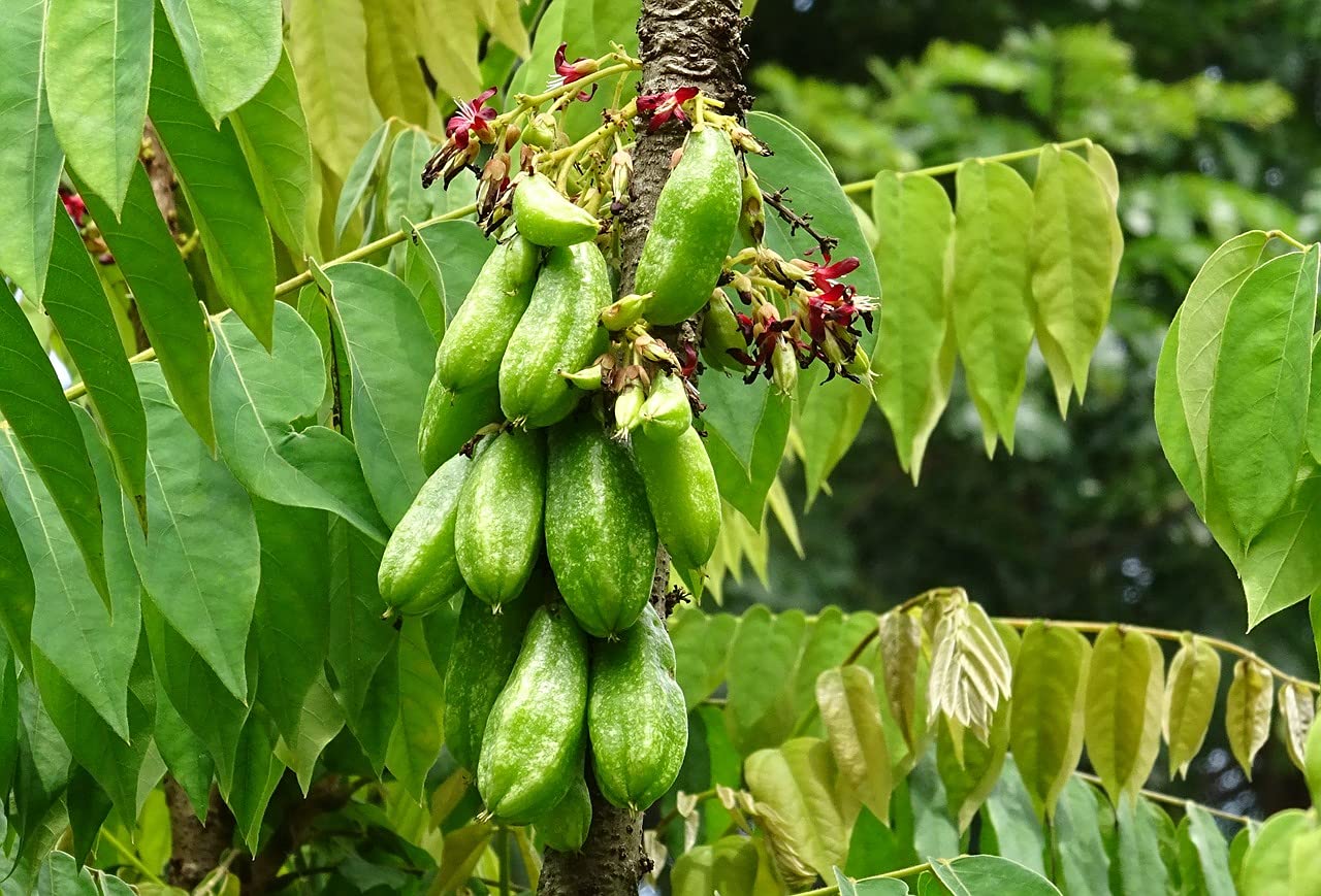 See full amazon price history chart for Aiden Gardens Averrhoa Bilimbi Tree Sorrel Fruit Plant Perennial Plant for Fruits 1 Healthy Live Plant Aiden Gardens Averrhoa Bilimbi Tree Sorrel Fruit Plant Perennial Plant for Fruits 1 Healthy Live Plant (B096PN6S5X) Amazon Price History, Amazon Price Tracker