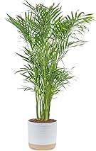 Costa Farms Cat Palm, Live Indoor Houseplant in Garden Plant Pot, Floor House Plant Potted in Potting Soil, Housewarming Gift for New Home, Living Room, Office, Patio Palm Tree Decor, 3-4 Feet Tall
