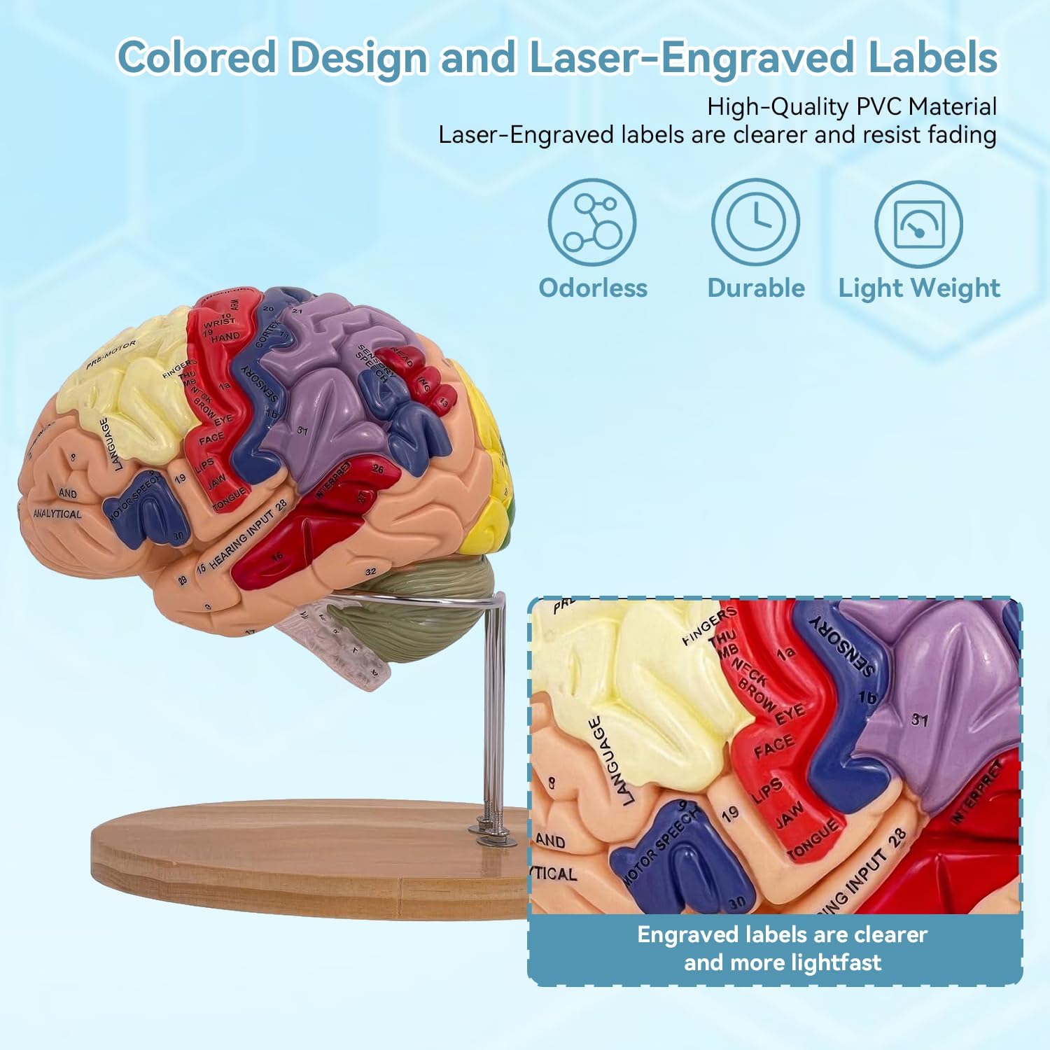 DSFGFRR Human Brain Model 2X Life‑Size, Brain Anatomy Model for Neuroscience, 4‑Part Detachable 3D Brain Model with Laser‑Engraved Labels and Stand for Psychology Neuroscience Learning