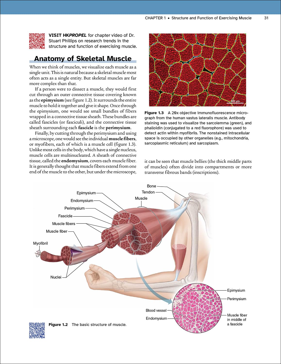 Physiology of Sport and Exercise