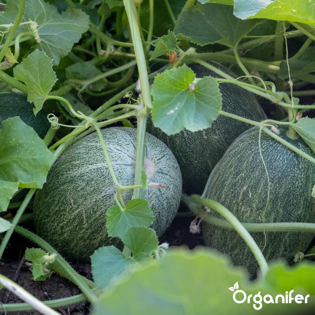 Organifer Fertilizzante liquido organico 1L per melone
