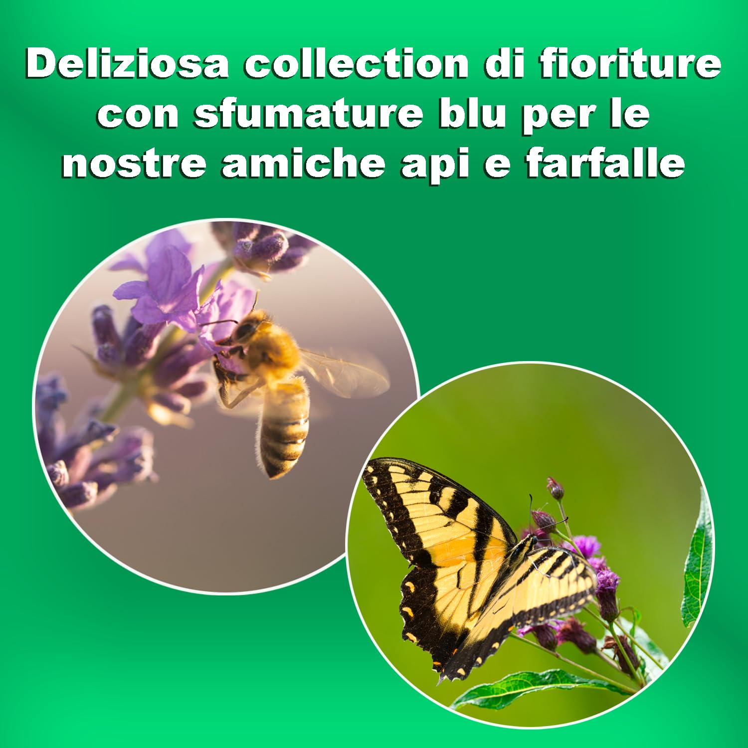 Bulbi da Fiore SELECTION | Bulbi dai migliori produttori Olandesi | Selezione e controllo qualità | Fioritura garantita. (25 Bulbi da Fiore per Api e Farfalle GIALLI E MARRONI)