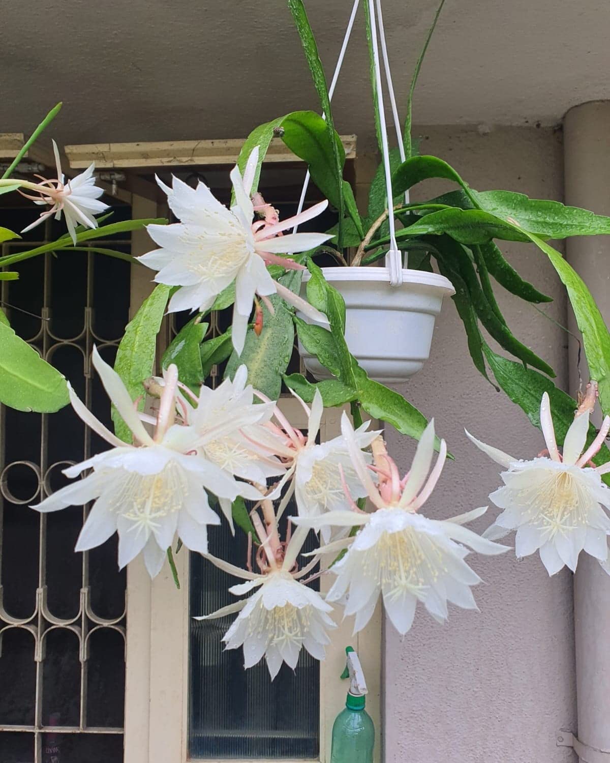 See full amazon price history chart for Oxygreenplant Brahma Kamal, Saussurea Obvallata, Night blooming,Cereus,King of Himalayan flowers, Sacred Saussurea Healthy Live flowers Plant Actual Plant Height,.5 ft to 1.5 (Pack of 1) Oxygreenplant Brahma Kamal, Saussurea Obvallata, Night blooming,Cereus,King of Himalayan flowers, Sacred Saussurea Healthy Live flowers Plant Actual Plant Height,.5 ft to 1.5 (Pack of 1) (B0BTQ2Y8YJ) Amazon Price History, Amazon Price Tracker
