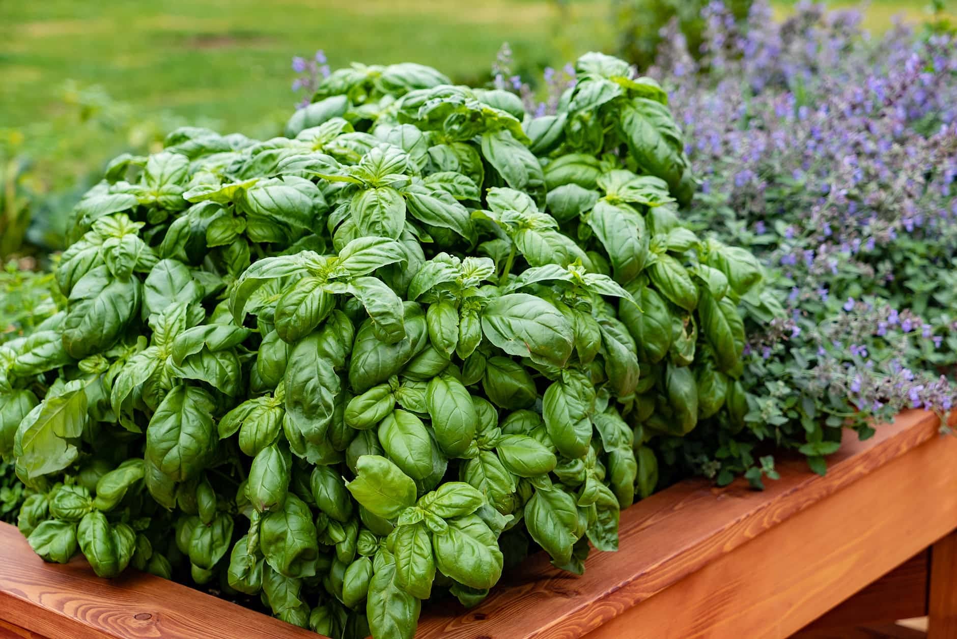 Italian basil leaves seeds to grow (60 seeds) (B0C97HQP4M) Amazon Price History, Amazon Price Tracker