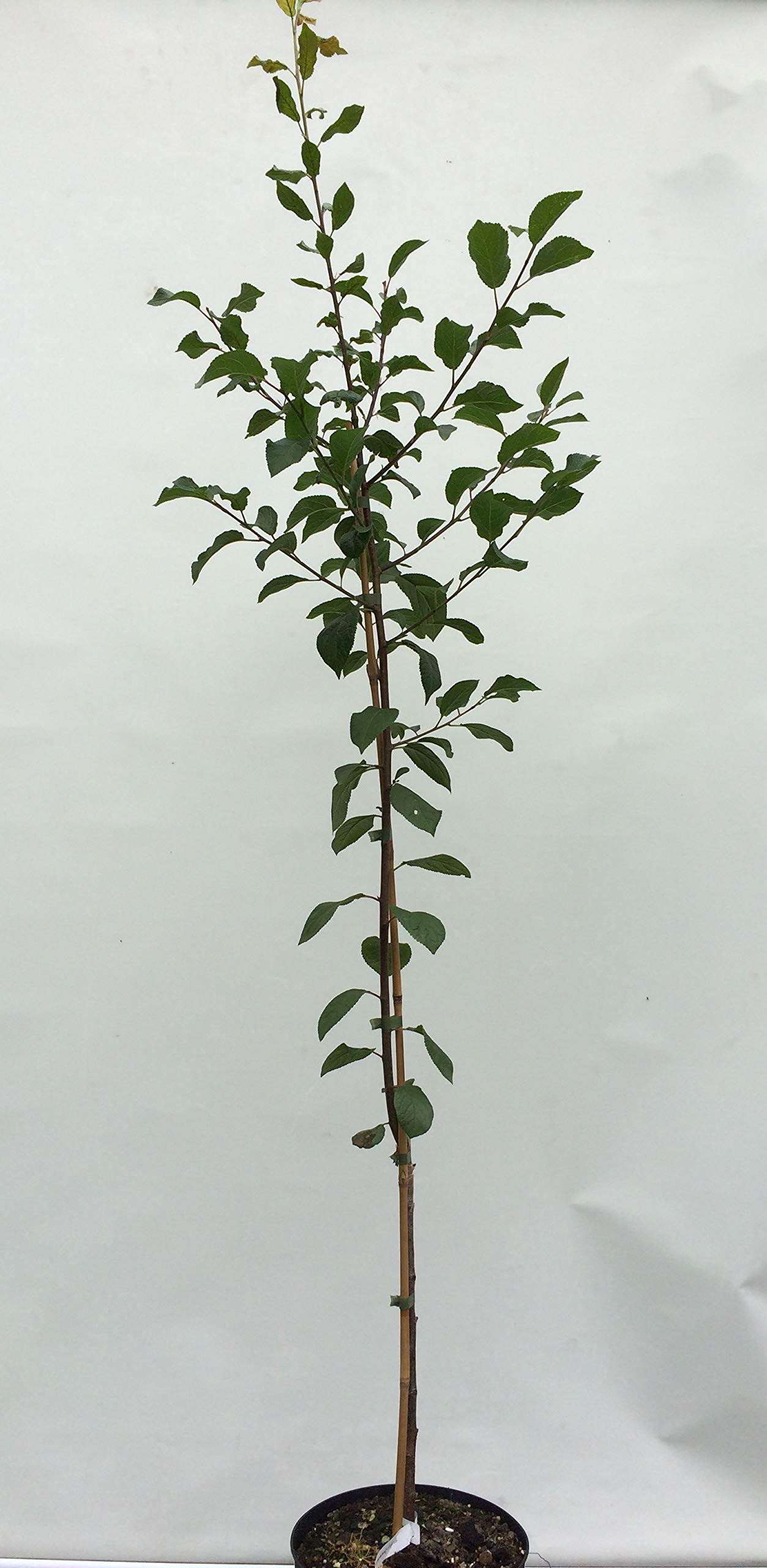 Apfelbaum Kitaika Medoк, Miniapfel Medok, Honigapfel